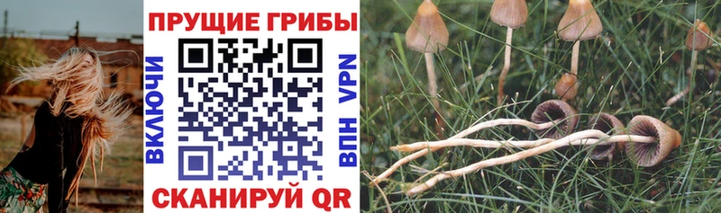 Галлюциногенные грибы Psilocybe  даркнет сайт  Волгоград 